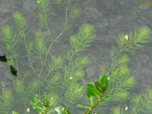 沉水植物怎么种植？