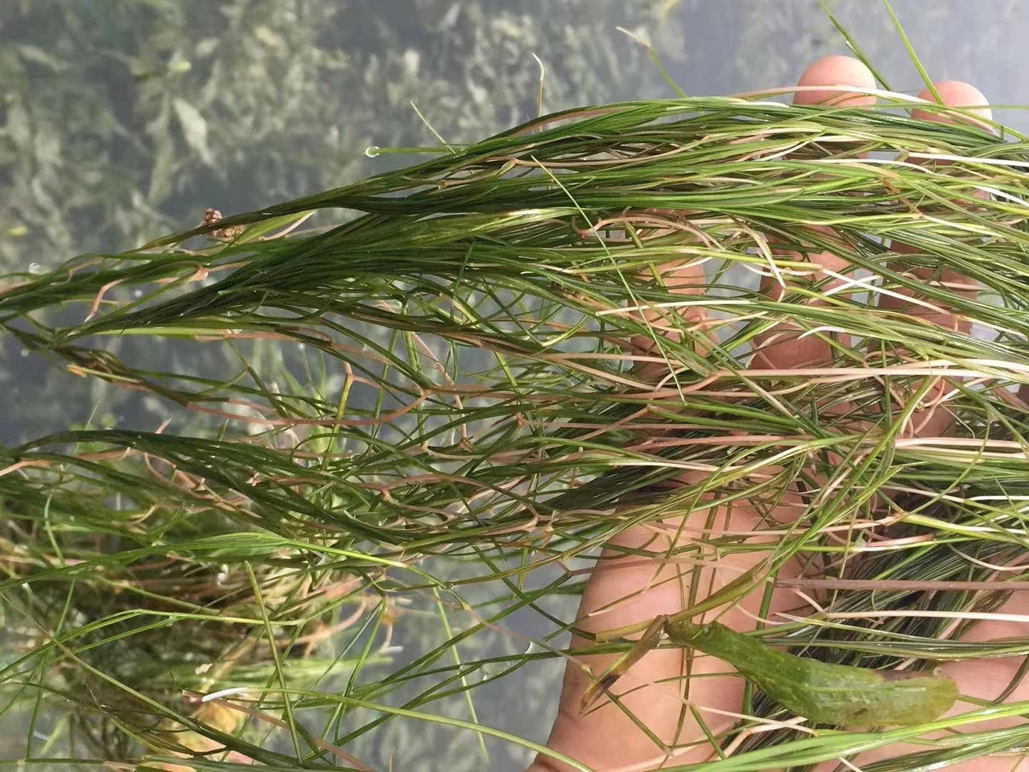 河道绿化沉水植物常见的品种有哪些？