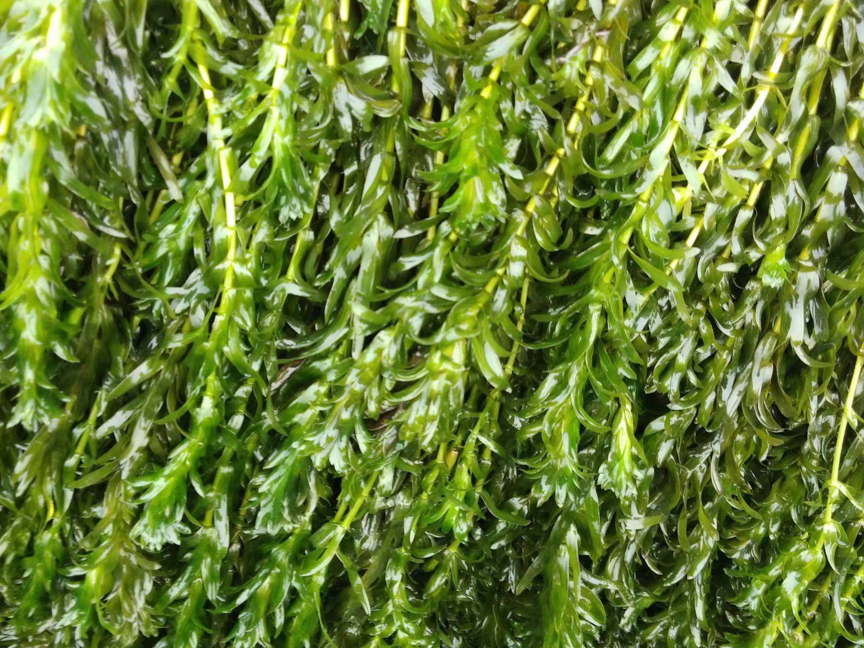 河道绿化荷花苗怎么种植？