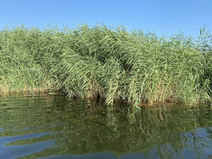 芦苇苗在河道绿化中的作用有什么？