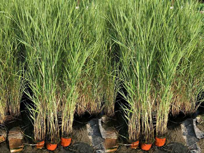 盆栽芦苇苗