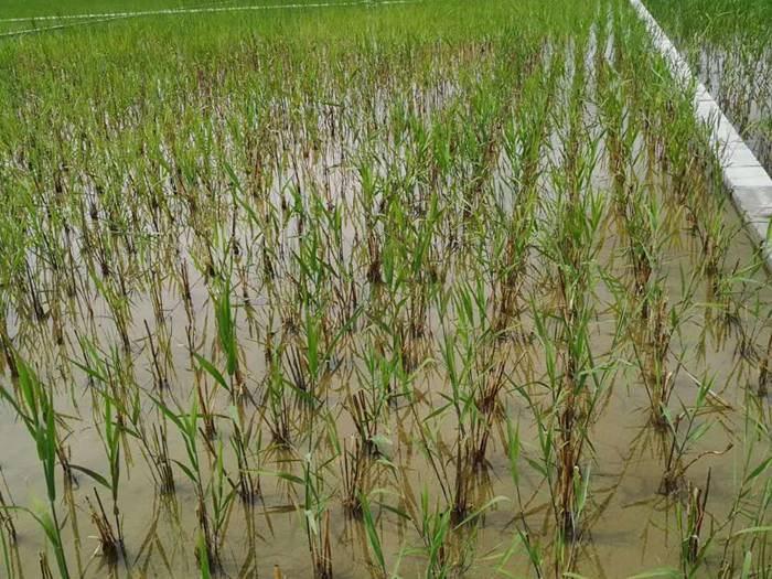 芦苇基地种植效果