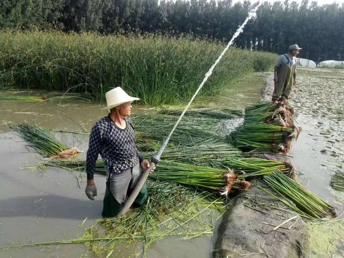 水葱种植