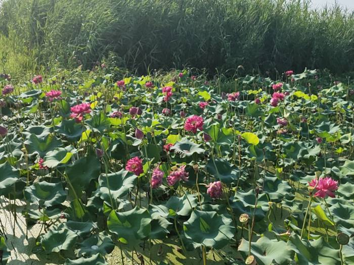 荷花基地