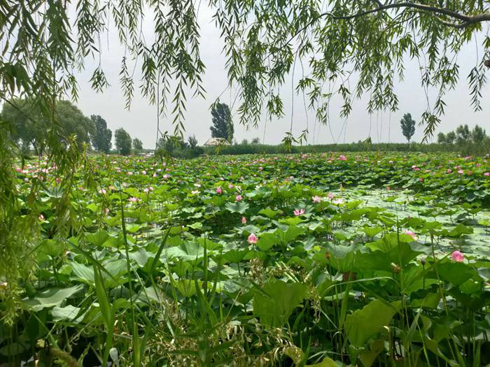 荷花基地