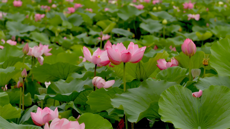 安新县马家寨芸芝水生植物种植园